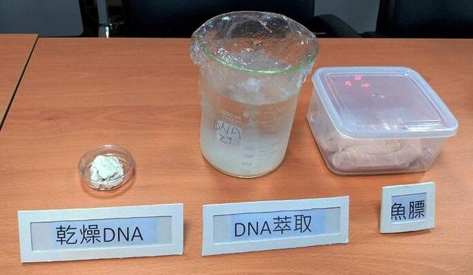 ????????????DNA????????????????????